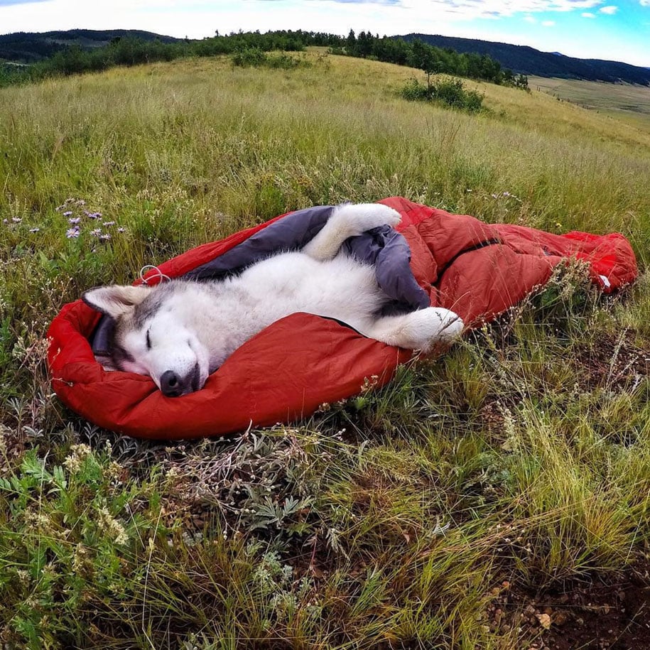 Wolf Dog Lockey 10