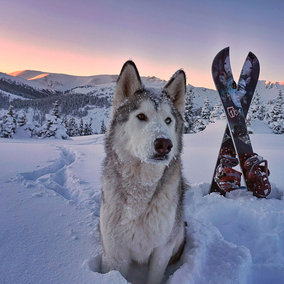 Wolf Dog Lockey 11