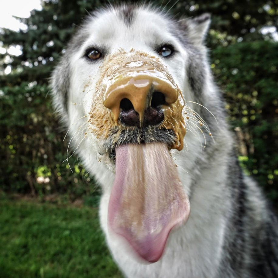 Wolf Dog Lockey 13
