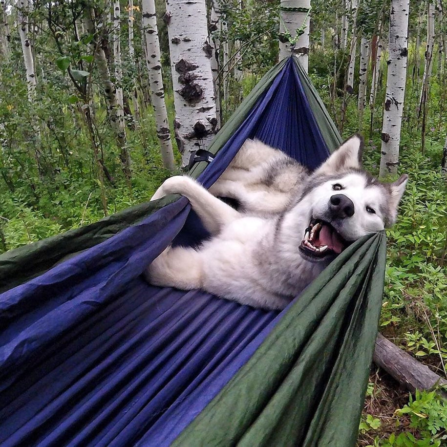 Loci Wolf Dog 8