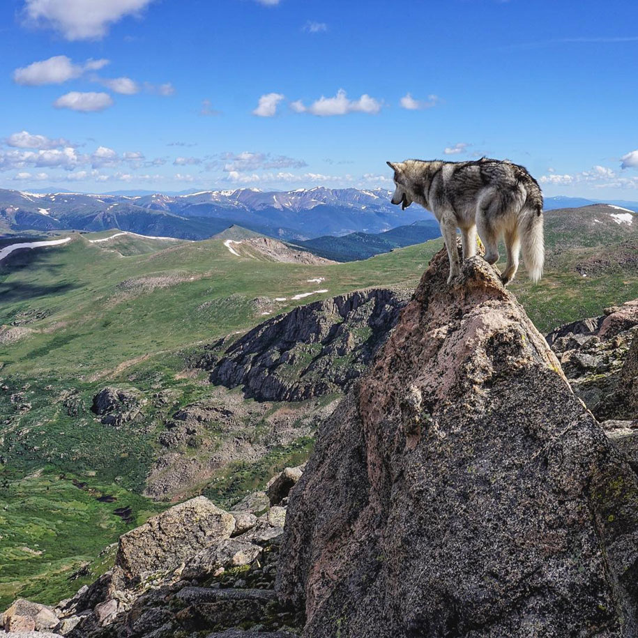 Loci Wolf Dog 9