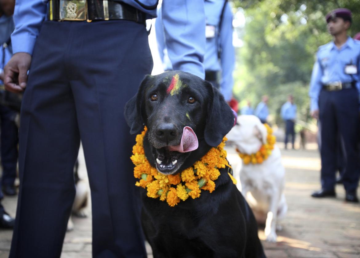 Festival de Nepal para celebrar perros