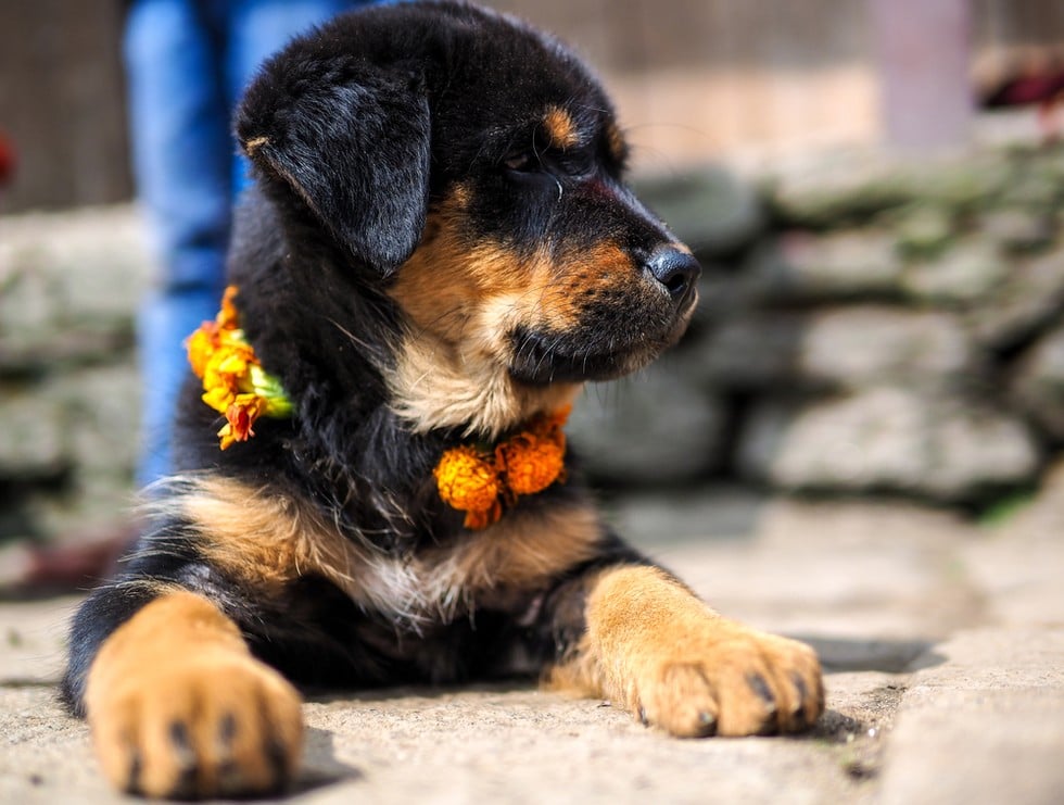 Festival de Nepal para celebrar perros 6