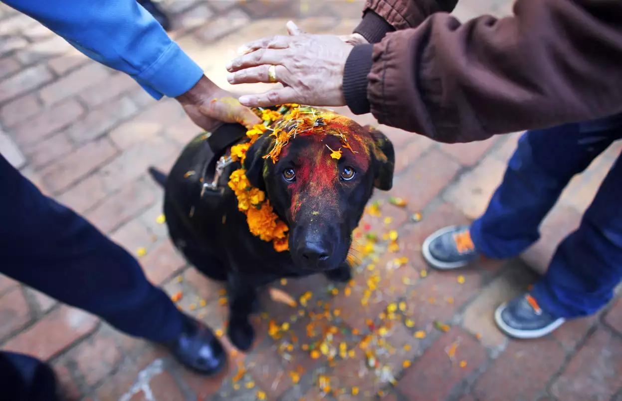 Festival de Nepal para celebrar perros