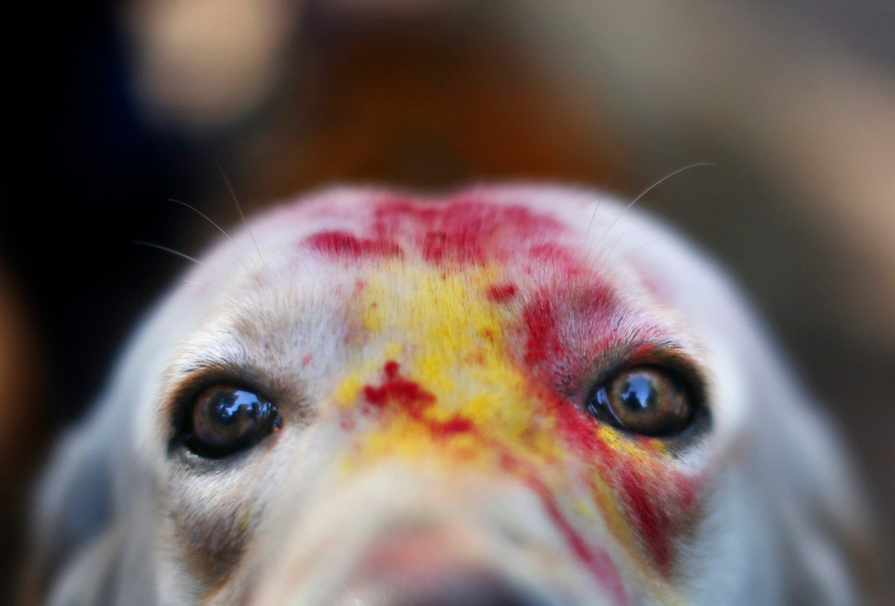 Festival de Nepal para celebrar perros 9