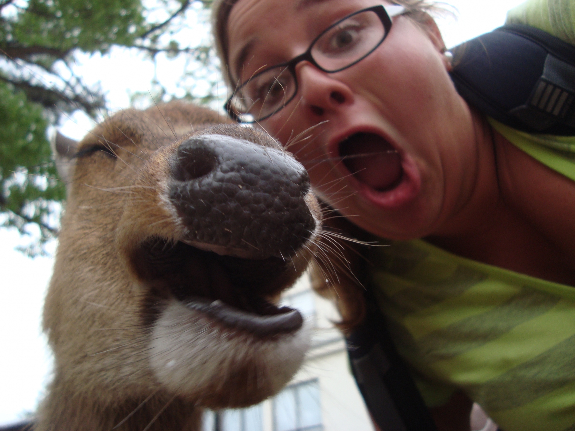 Snapting with Wild Animals es una nueva tendencia 3