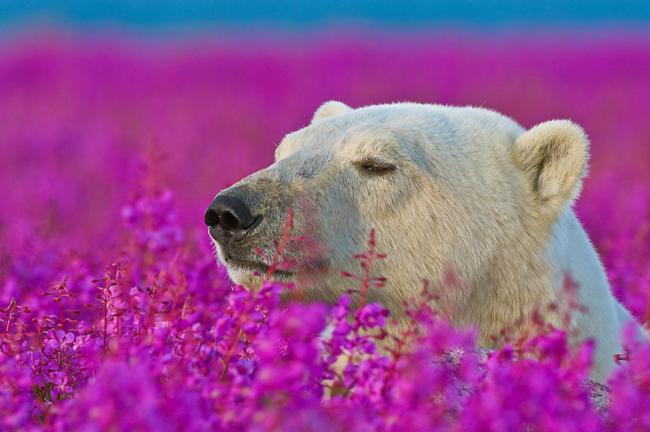 El oso mínimo polar que has visto. Boom 1: