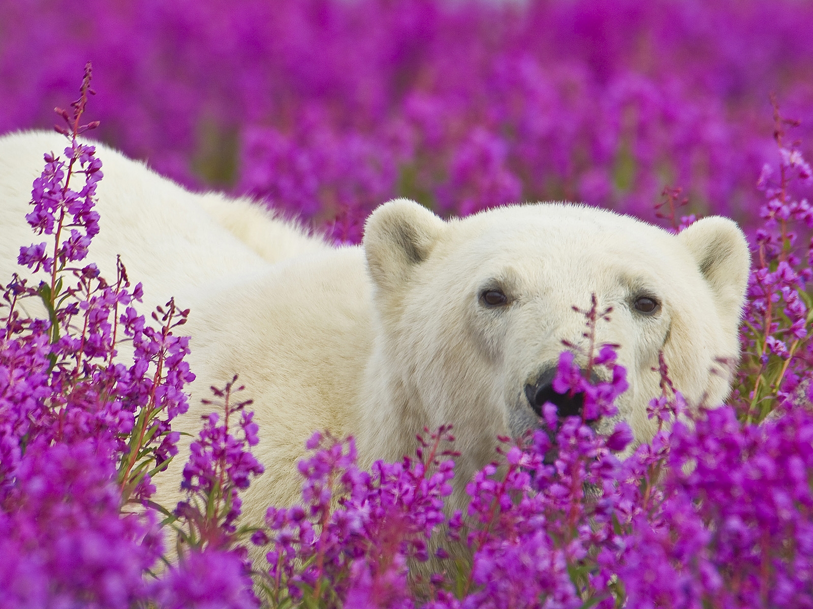 El oso mínimo polar que has visto. Boom 2: