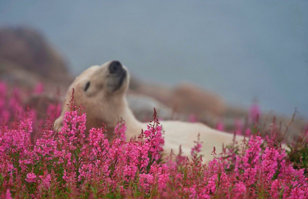 El oso mínimo polar que has visto. Auge