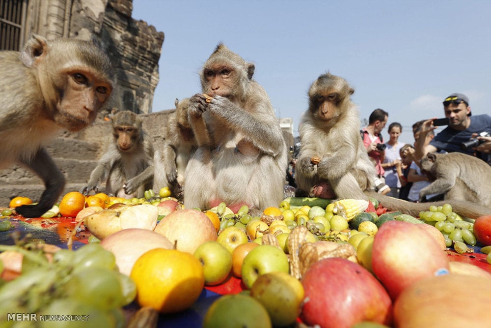El festival de buffet de mono en Tailandia 4