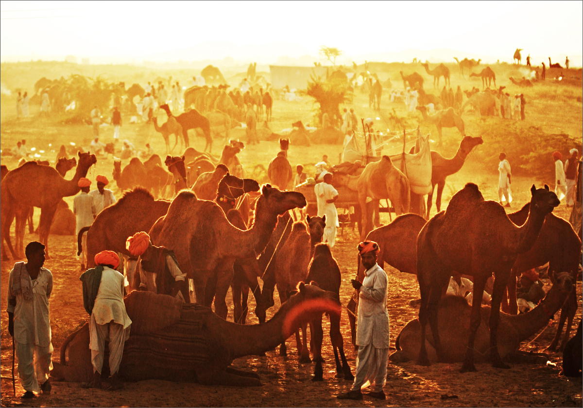 Feria de Camel Pushkar en Rajastan en India