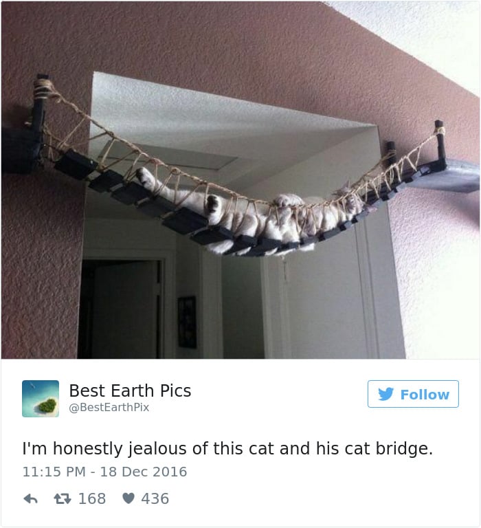 gatos-twitter-memes-2016-20