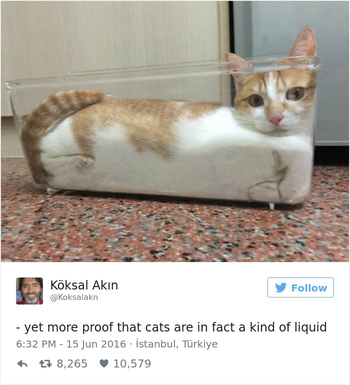 gatos-twitter-memes-2016-22