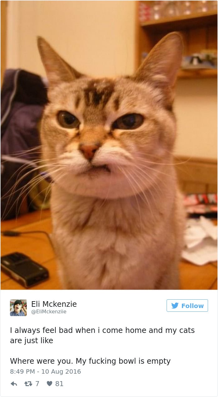 gatos-twitter-memes-2016-30