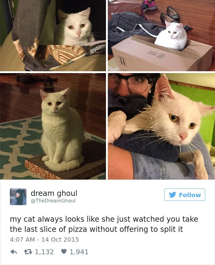 gatos-twitter-memes-2016-31