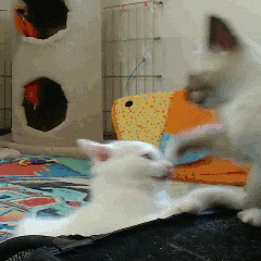 divertidos-gifs-de-ataque-de-gato-para-alegrar-tu-día-09