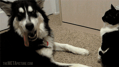 divertidos-gifs-de-ataque-de-gato-para-alegrar-tu-día-14