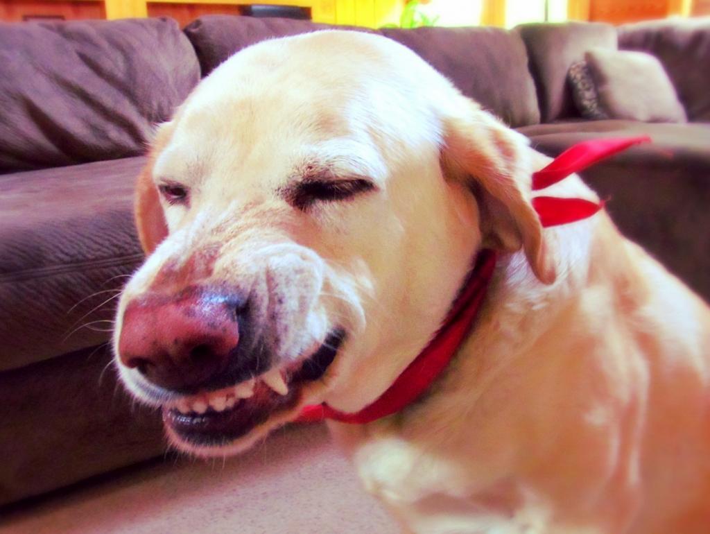 los perros-mas-famosos-de-internet-05