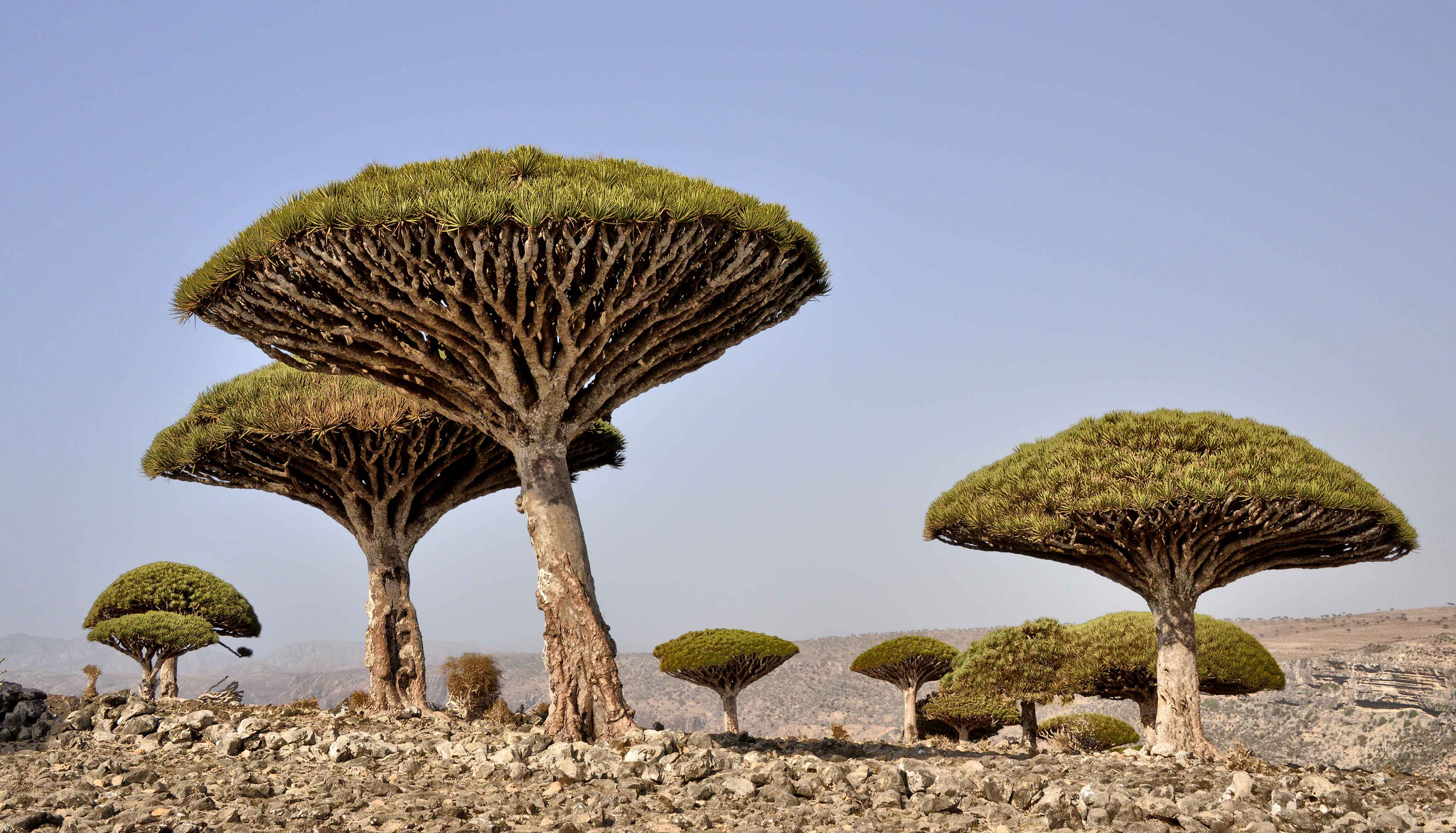 20 Naturaleza extranjera y hermosa 20 Ejemplos de la mente 20
