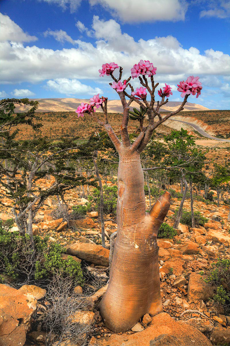 14 Diseños mentales de naturaleza extranjera y hermosa 23