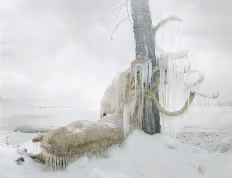 Reino de animales apocalípticos Simen Johan: