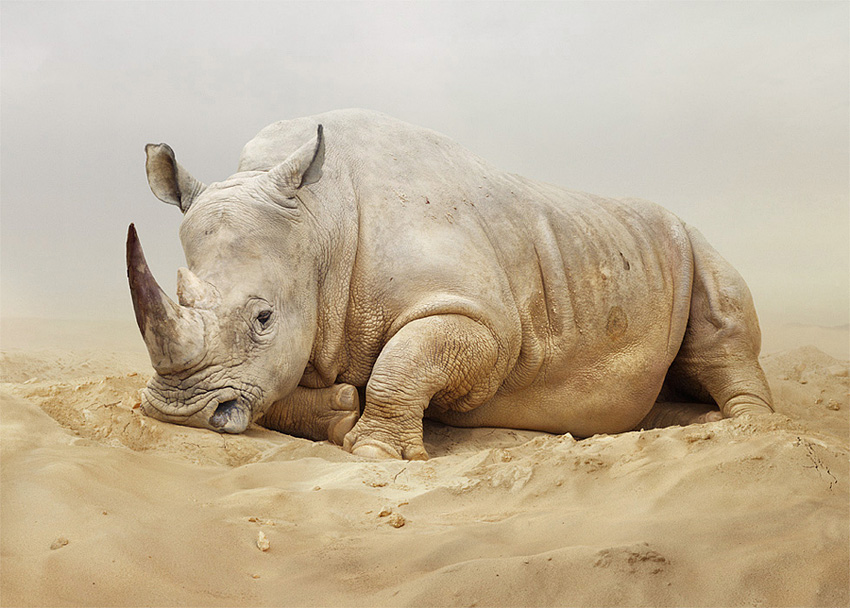 Reino de animales apocalípticos Simen Johan: