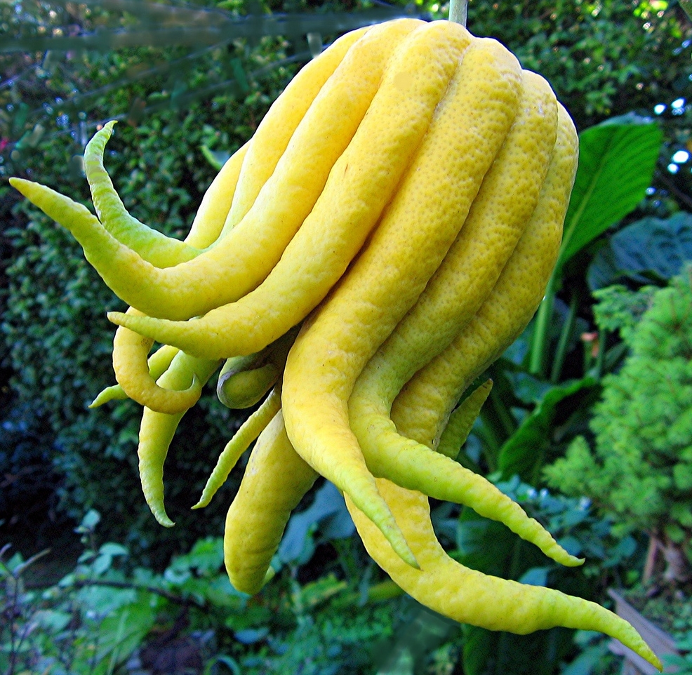 1. Mano de Buda 1