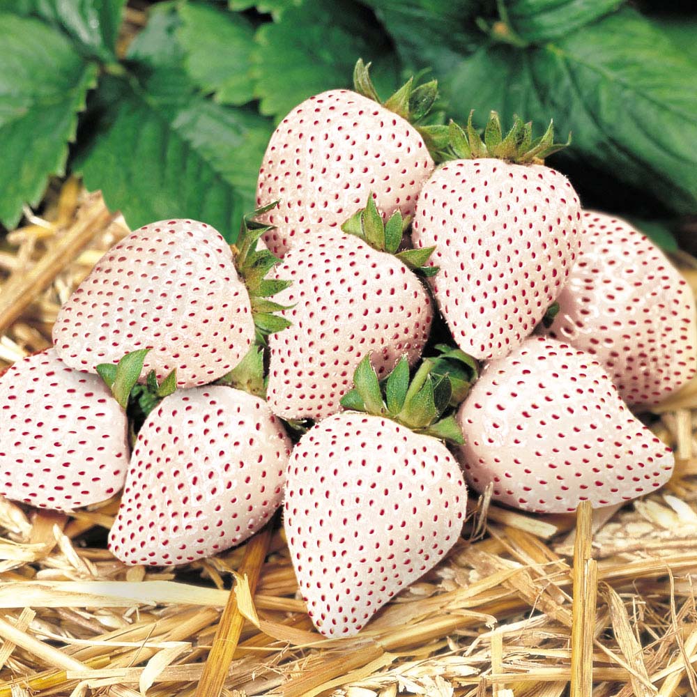 2. Pineberry 1: