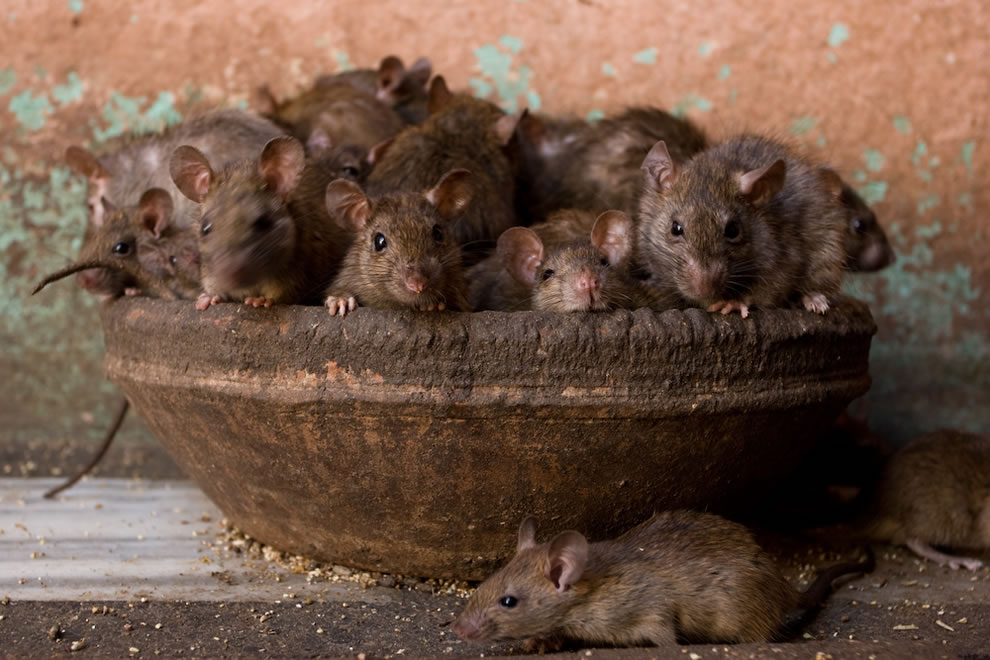 20 Facts-15-Rats