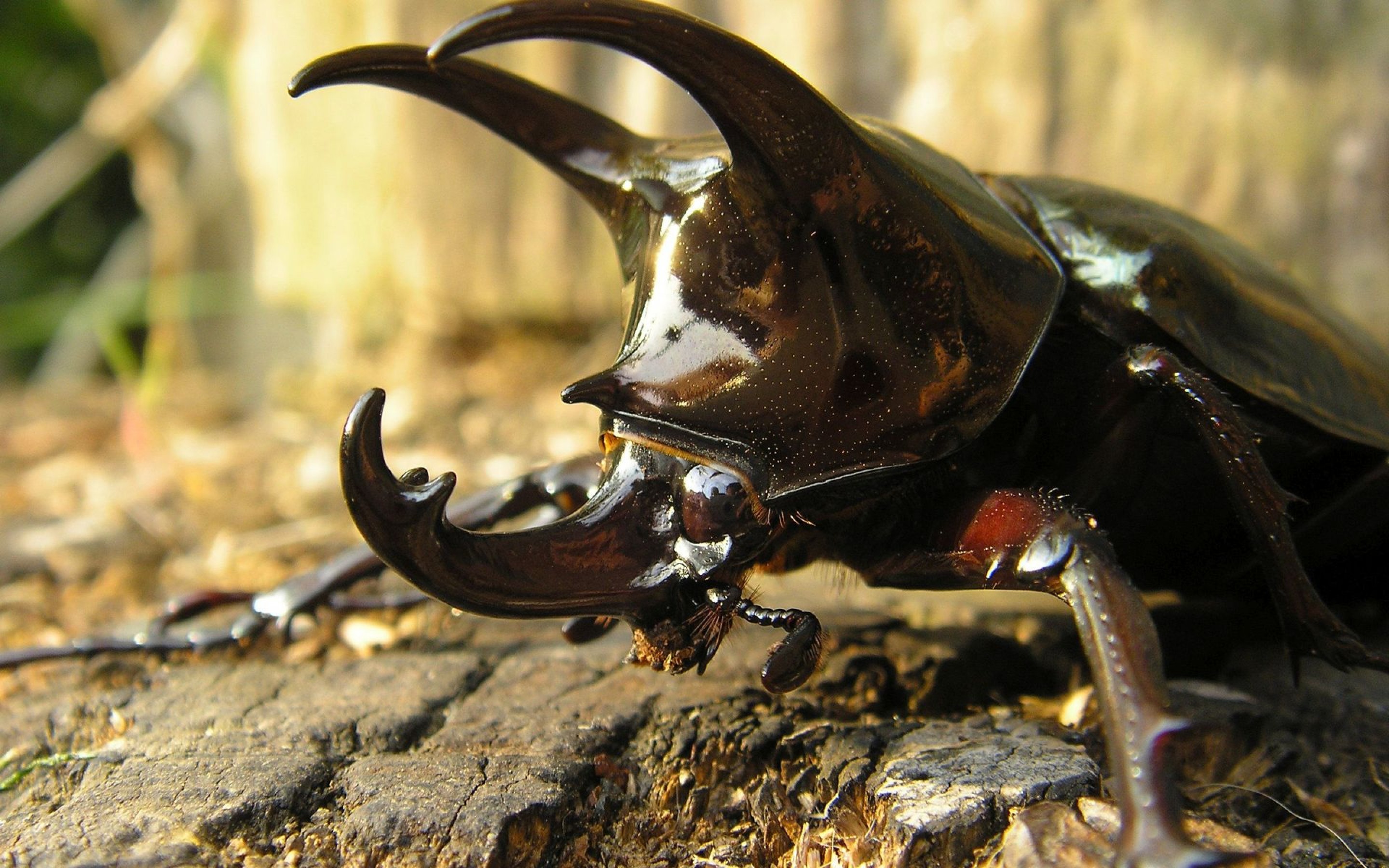20 Facts-9-Beetles