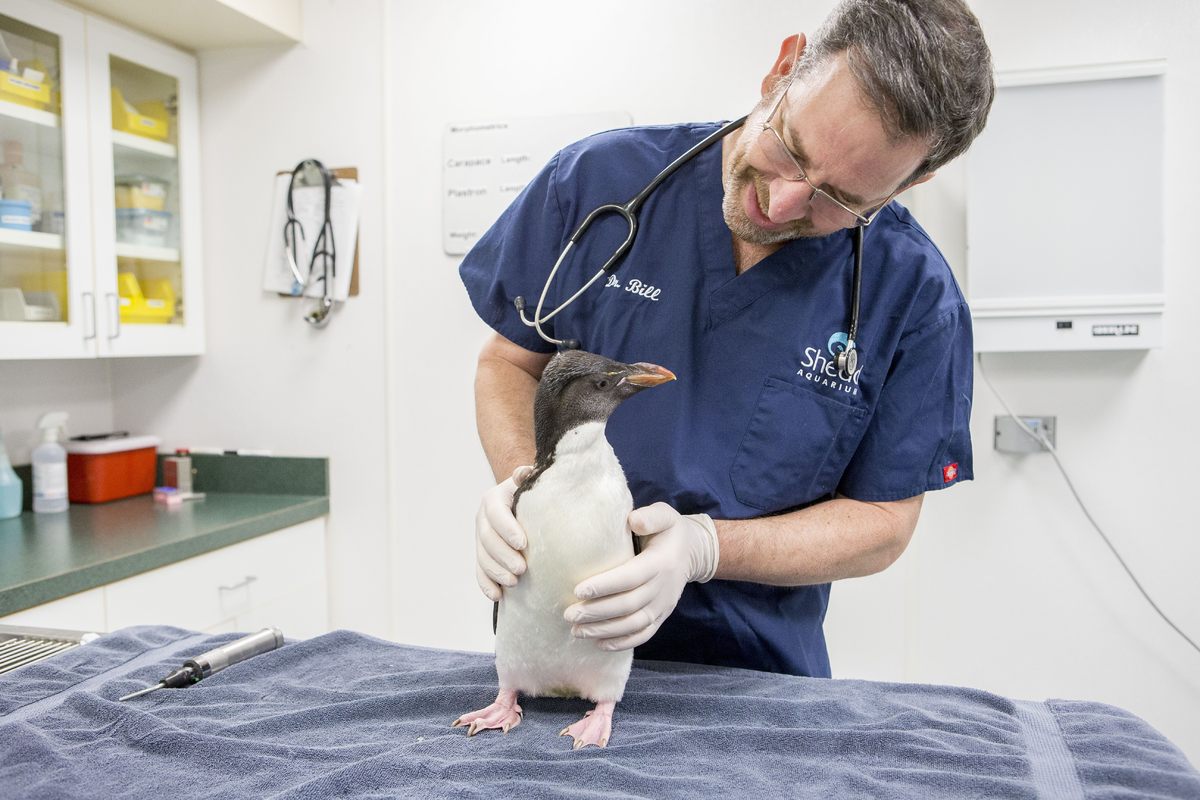 4. Veterinario