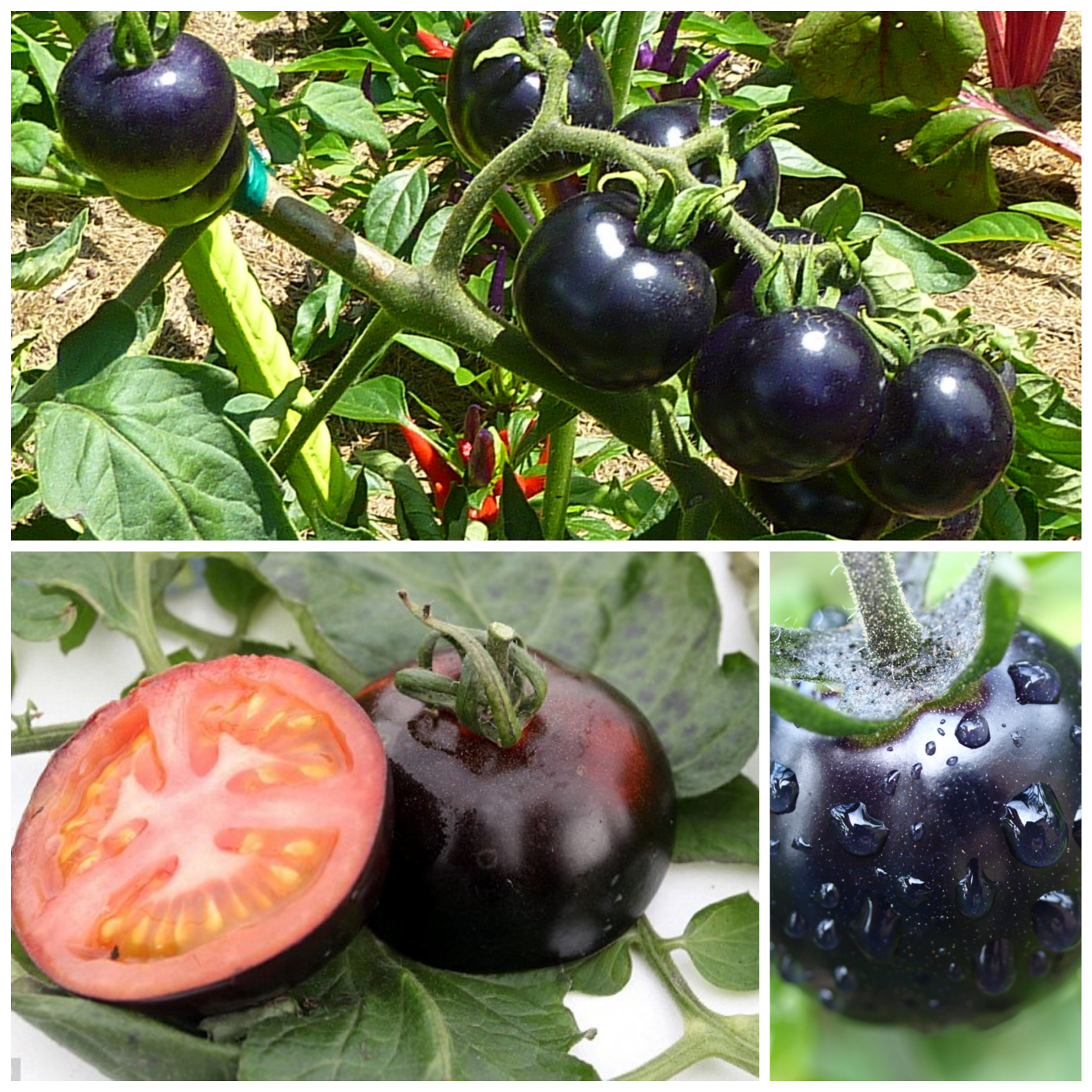 5. Tomates negros