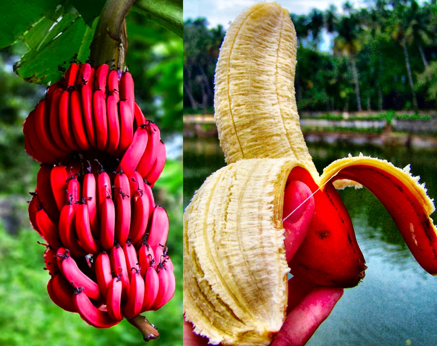 6. Banana roja 1