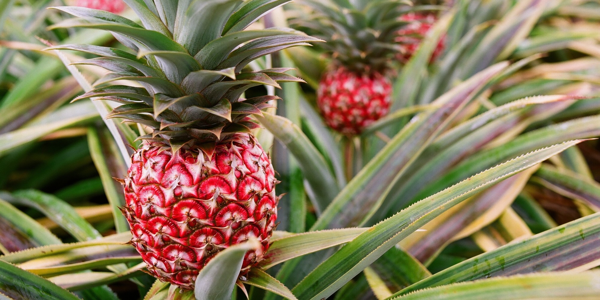 Granja de piña
