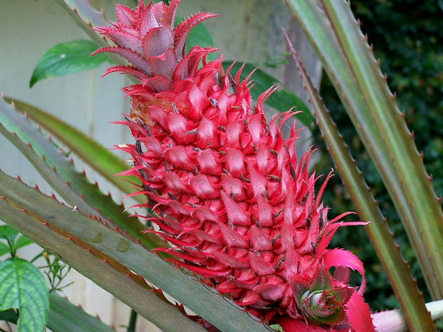 7. Piña roja 2: