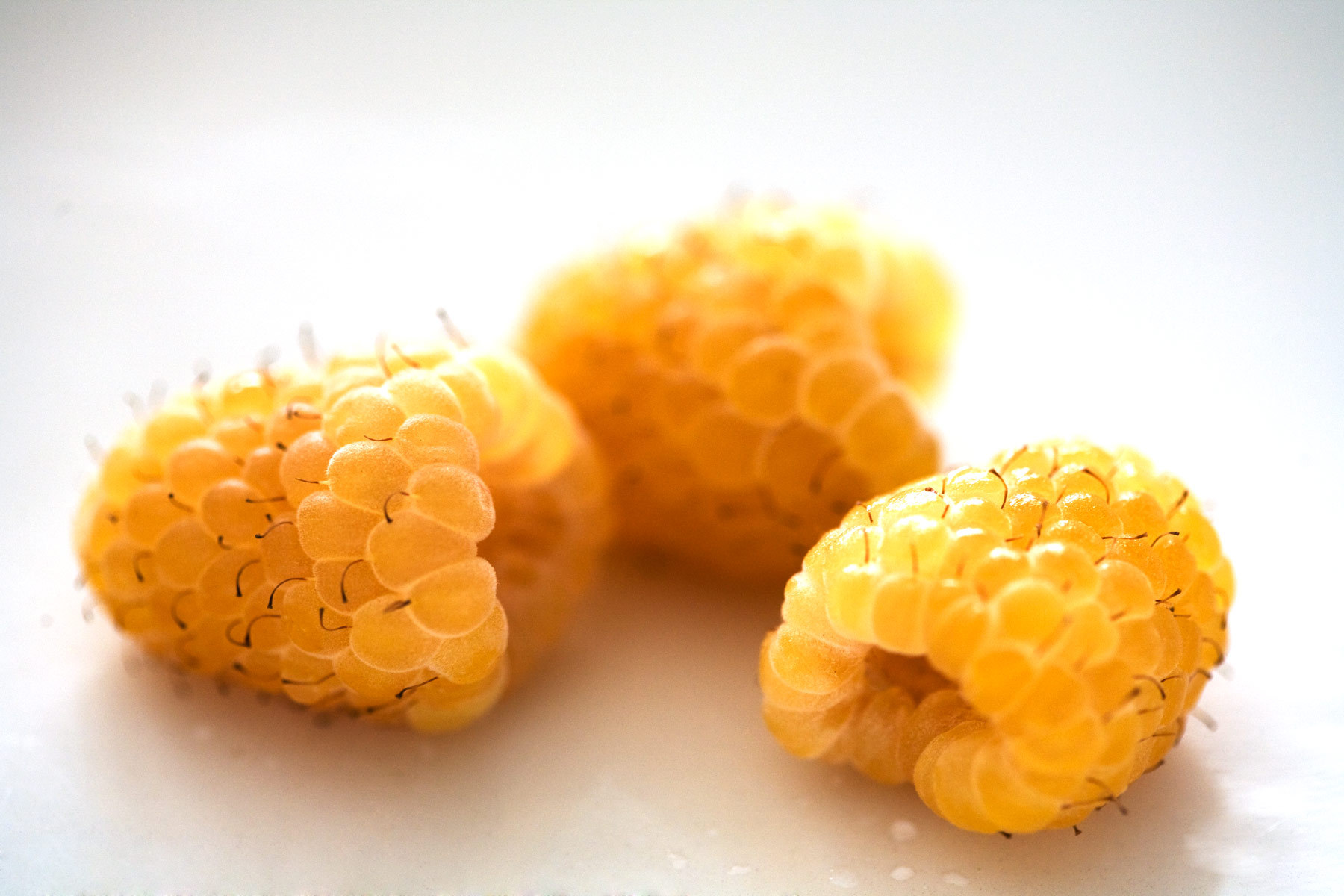 8. Yellow_Blue Raspberry 1