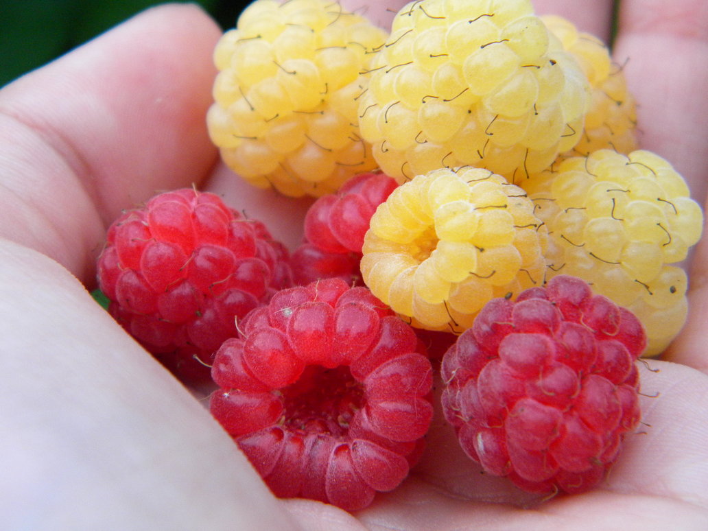 8. Yellow_Blue Raspberry 2: