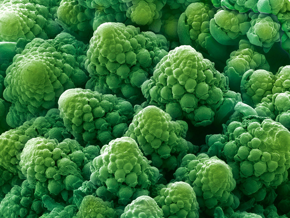 Bajo el microscopio del brócoli