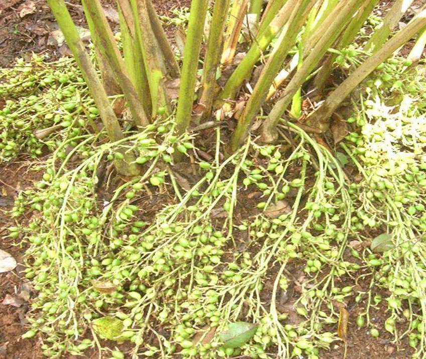 Cardamomo - $350 / kg | Las 7 especias más caras | Bayas cerebrales