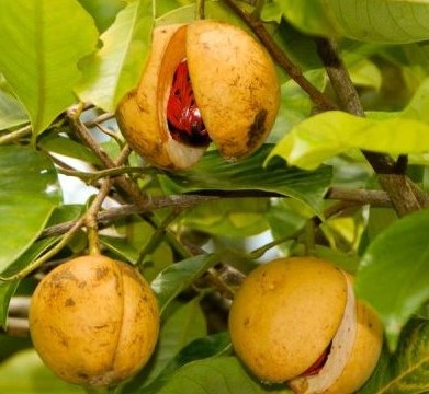 Nuez moscada - $600 / kg | Las 7 especias más caras | Bayas cerebrales