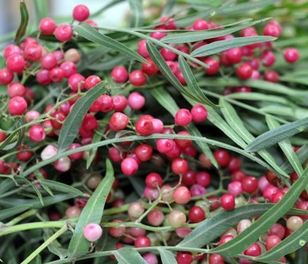 Pimienta rosa - $100 / kg | Las 7 especias más caras | Bayas cerebrales