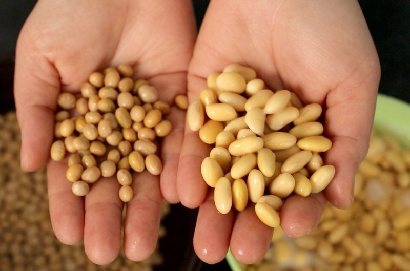 Frijoles de soya | 6 alimentos generales modificados genéticamente | Bayas cerebrales