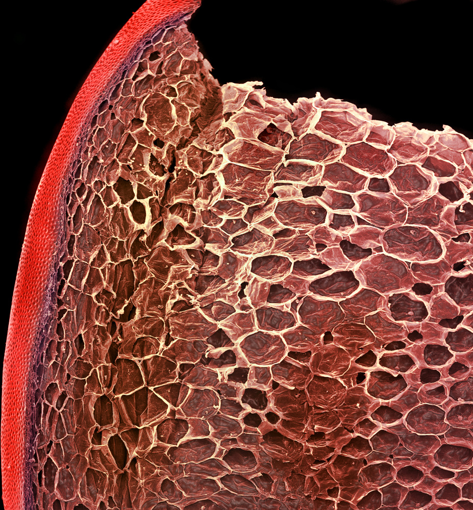 Tomate bajo el microscopio