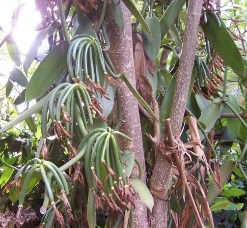 Vainilla - $800 / kg | Las 7 especias más caras | Bayas cerebrales