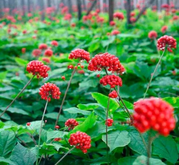 Raíz ginseng salvaje | Las 7 especias más caras | Bayas cerebrales