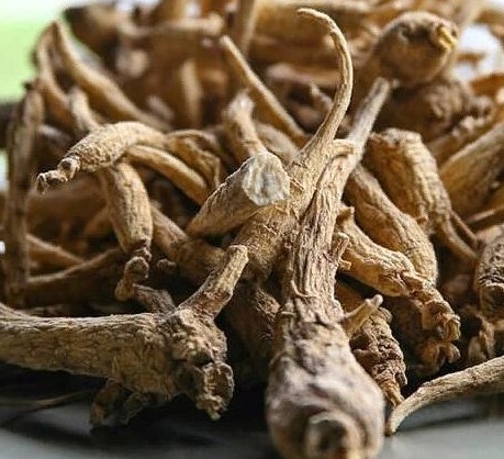 Raíz de ginseng salvaje - $3,836 / g | Las 7 especias más caras | Bayas cerebrales