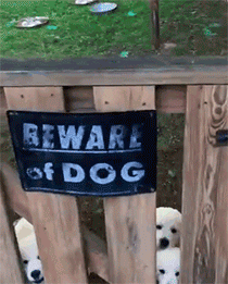 Tenga cuidado -dog -03
