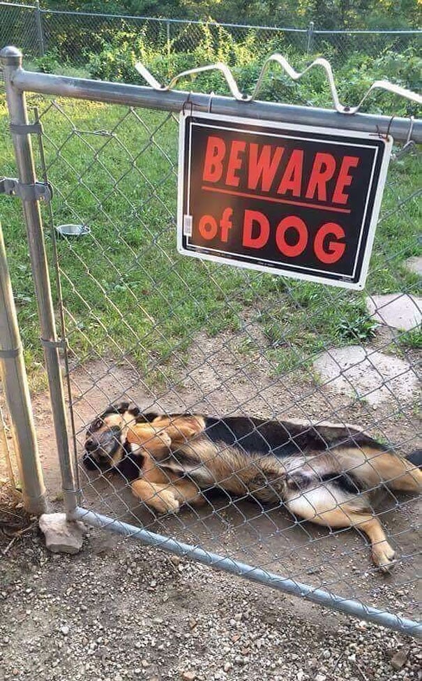 Ten cuidado -dog -04