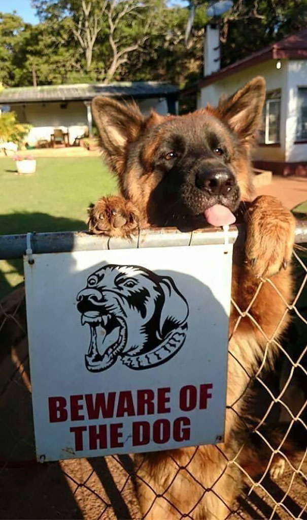 Ten cuidado -dog -05