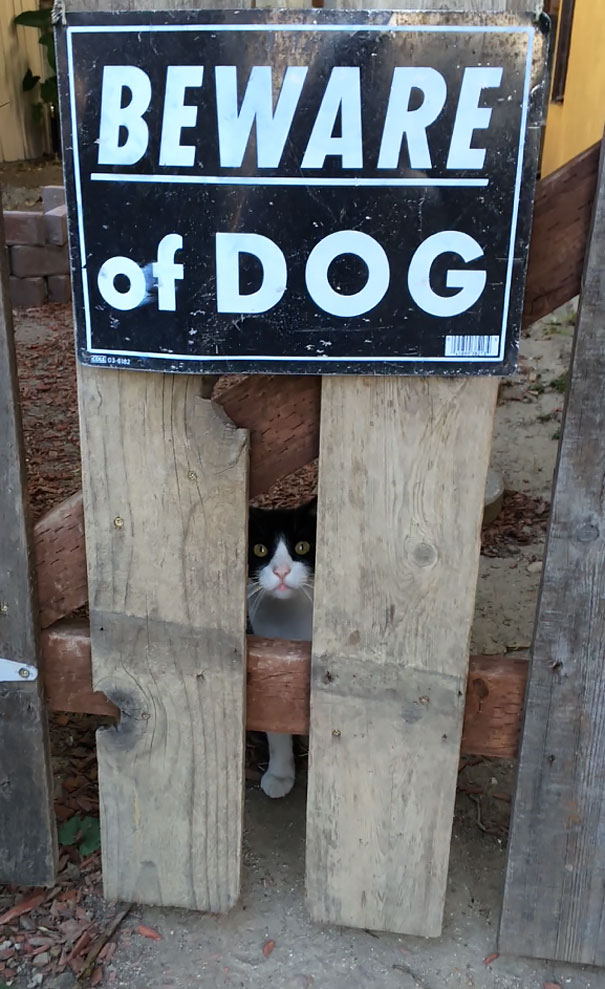 Ten cuidado -dog -07